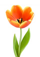 Perfect Full-blown Tulip