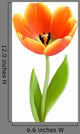 Perfect Full-blown Tulip