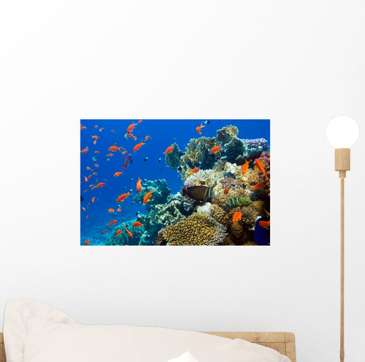 Coral and Fish