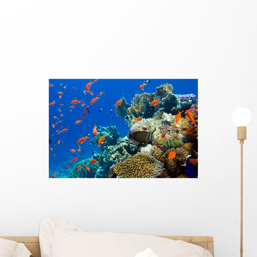 Coral and Fish
