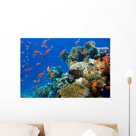 Coral and Fish