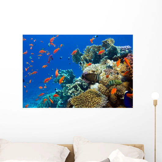 Coral and Fish