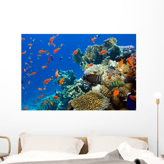 Coral and Fish