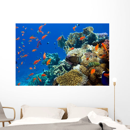 Coral and Fish
