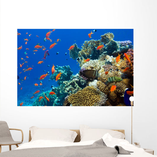 Coral and Fish