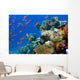 Coral and Fish
