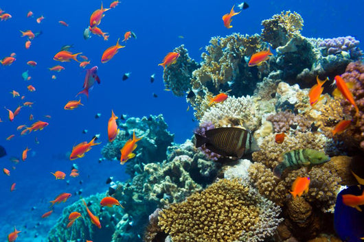 Coral and Fish