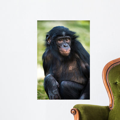 Bonobo Chimp shown on a wall