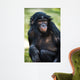 Bonobo Chimp