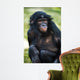 Bonobo Chimp