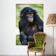 Bonobo Chimp