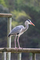 Heron Cendre Wall Mural