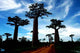 Allee Des Baobabs Marofandilia Wall Decal