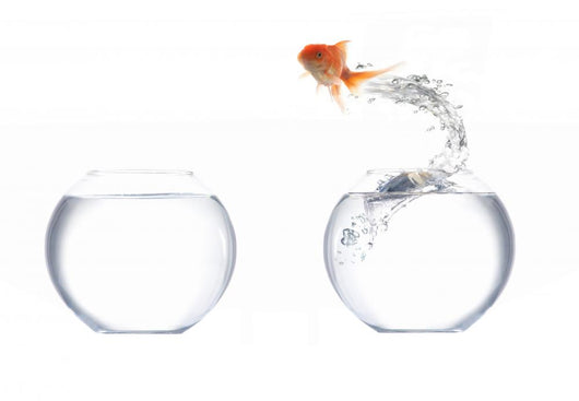 Goldfish
