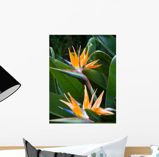 Bird Paradise 1