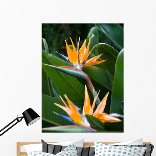 Bird Paradise 1
