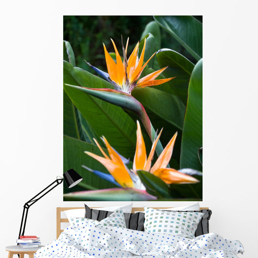 Bird Paradise 1