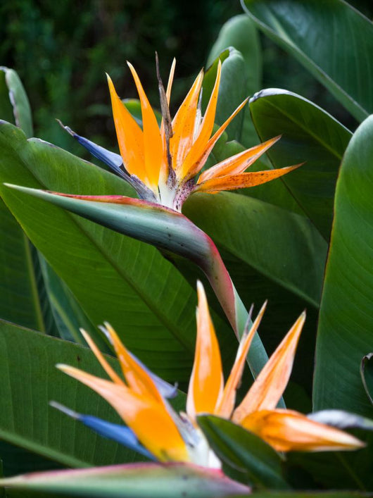 Bird Paradise 1