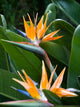 Bird Paradise 1