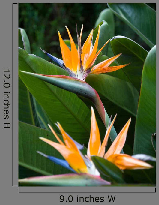 Bird Paradise 1