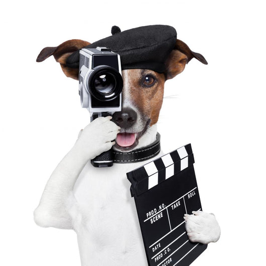 movie director dog Wall Decal