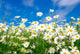 White Daisies Wall Mural