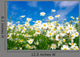 White Daisies Wall Mural