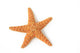 Starfish Asterias Rubens