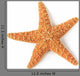 Starfish Asterias Rubens