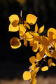 Branch of Yellow Aspen Leaves Wall Mural