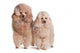 Two Poodles Wall Decal