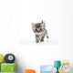 Small Scottish Straight Kitten
