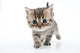 Small Scottish Straight Kitten