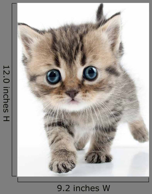 Small Scottish Straight Kitten