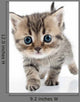 Small Scottish Straight Kitten
