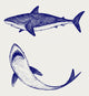 Reef Shark. Doodle style Wall Decal