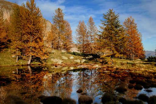 Automne Wall Decal