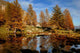 Automne Wall Decal