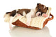Beautiful Little Puppy Sleeping Wall Decal