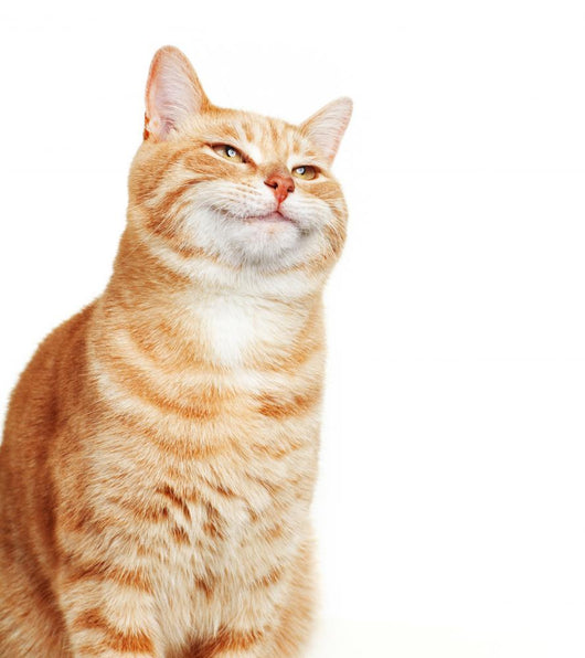 Cat portrait. Wall Decal