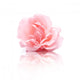 Pink Rose Flower Wall Decal