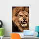 Close-up Shot Roaring Lion Wall Mural
