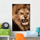 Close-up Shot Roaring Lion Wall Mural