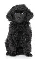 Toy Poodle Puppy Wall Decal