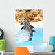 Dolphin Display Wall Mural