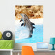 Dolphin Display Wall Mural