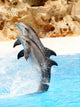 Dolphin Display Wall Mural
