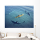 Surrounded Sharks Wall Decal