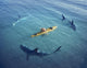 Surrounded Sharks Wall Decal