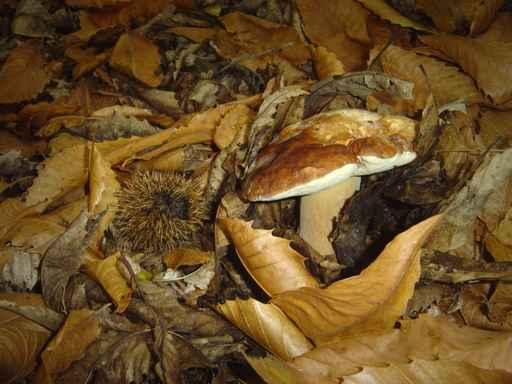 Porcini and Chestnut Wall Decal